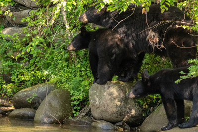 Mamma and Cubs
