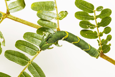 在寄主植物的叶子上行走的第5阶段的普通斑蝶(Polyura athamas)
