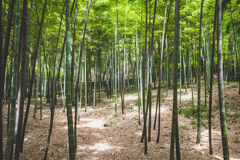 虎丘竹林，苏州，江苏，中国