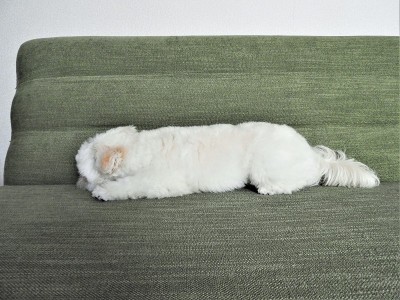 狗