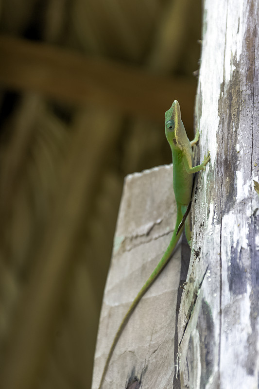 古巴巴拉德罗市的一种名叫阿利森变色龙(Anolis allisoni)的雌性蜥蜴，也被称为蓝头变色龙