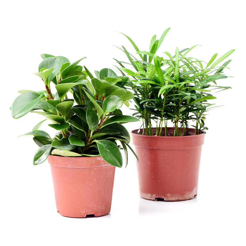 盆栽植物