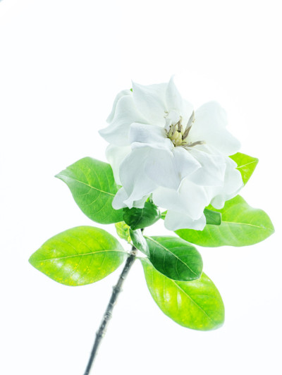 栀子花栀子花的白色花