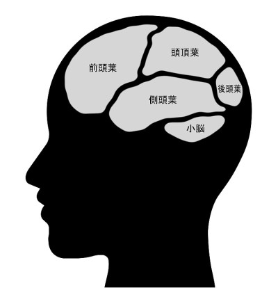 大脑各部分的名称
