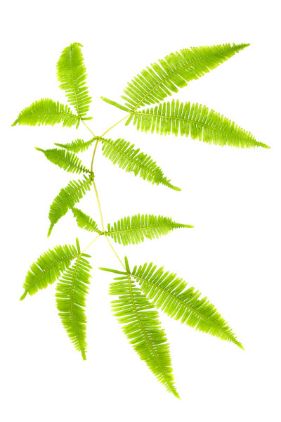 蕨类植物的叶子孤立