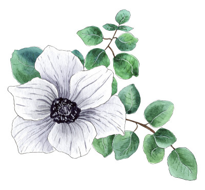 水彩白色海葵花插图。