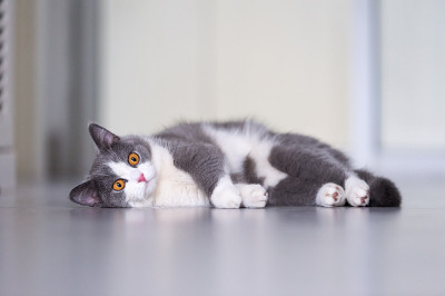 灰色英国短毛猫，室内
