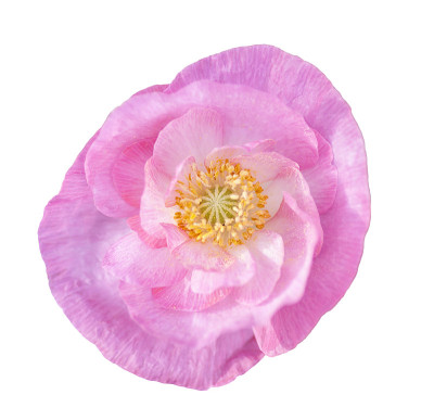 虞美人花