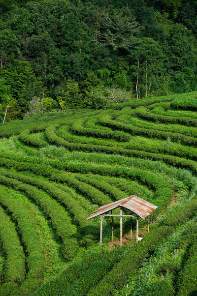 绿茶背景-新鲜的叶子近距离上模糊的背景，在皇家项目Angkhang茶园，泰国清迈。