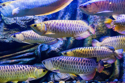 在水族馆里混合龙鱼的景色