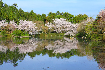 京都的樱花