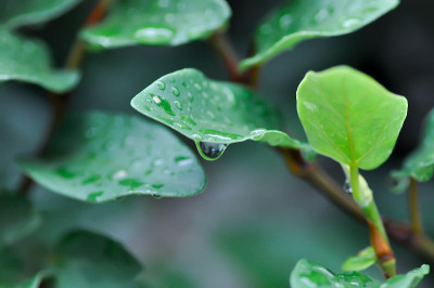 雨滴落在无花果或攀爬无花果上