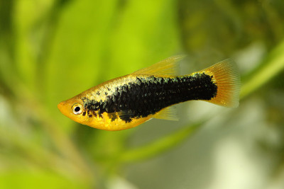 嗨鳍燕尾服斑鳍鱼雄性斑鳍鱼热带水族鱼