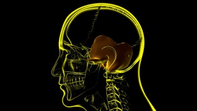 人体骨骼、颅骨、颞骨解剖学的医学概念