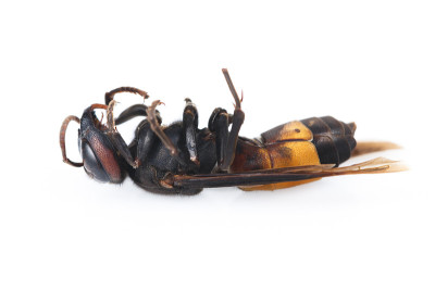 死黄蜂孤立在白色