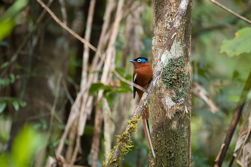 马达加斯加天堂flycatcher, Terpsiphone mutata