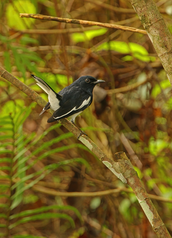 东方Magpie-robin