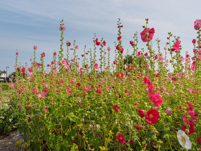 芙蓉在田野里