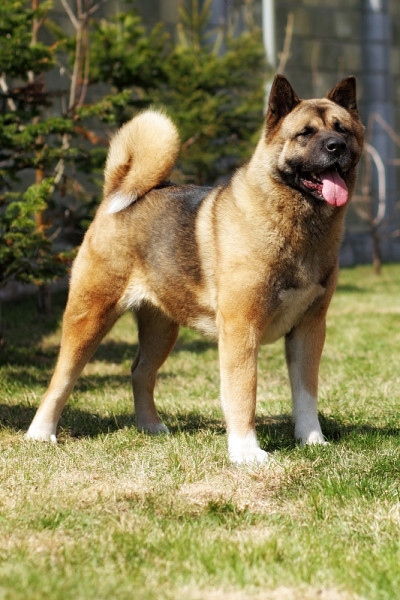纯种犬秋田犬的美丽是在展示的位置