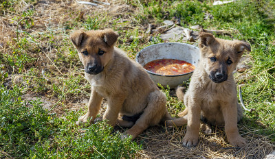 牧羊犬小狗在草地上吃着一碗食物。