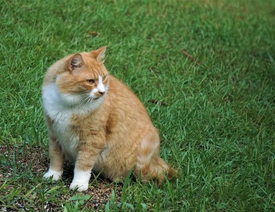 一只浅棕色的公猫