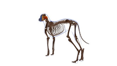 头尾斜肌犬肌解剖医学概念3D