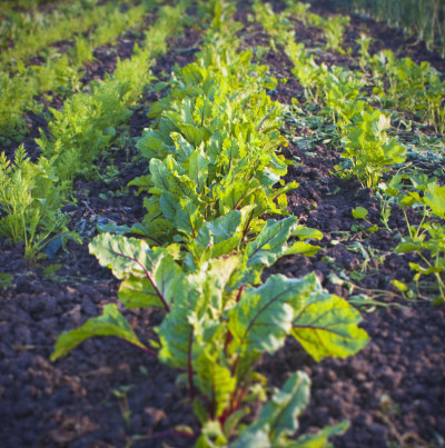 甜菜根。