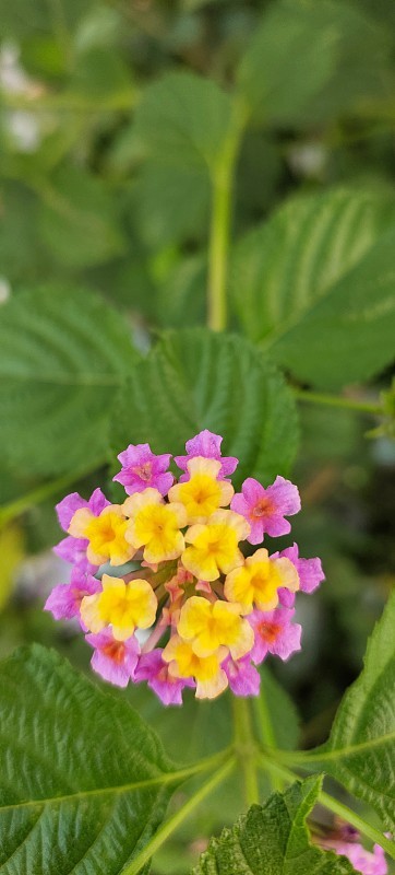马樱丹属花