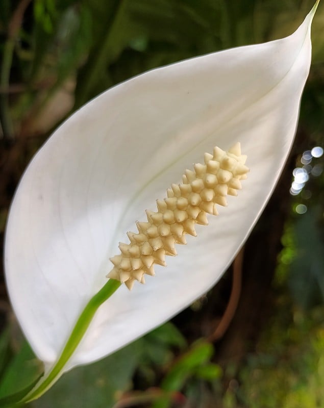 自然之美:和平百合花