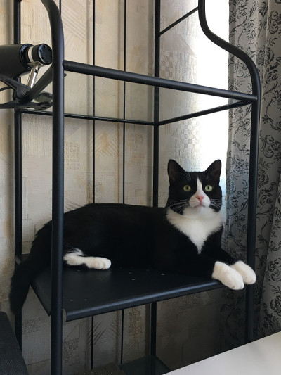 一只长着白色嘴部的黑猫躺在房间的黑色金属架子上，看着摄像机。
