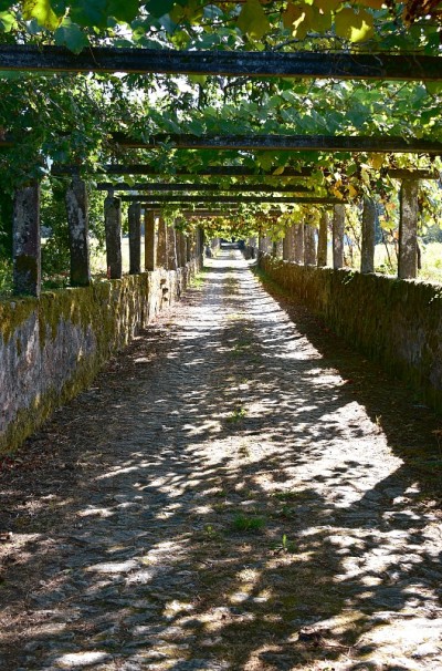 位于著名的Albariño葡萄酒产区的葡萄树小径。Cambados, Rias Baixas，加利西