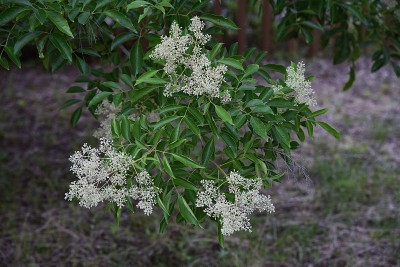 弗拉西努斯格里菲斯花