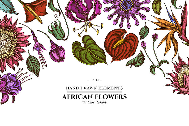 Floral design with colored african daisies, fuchsi