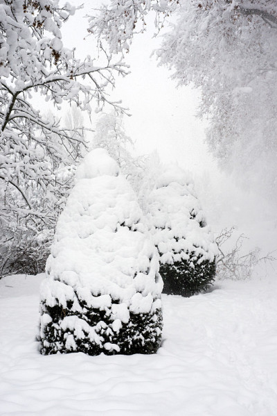 在下雪的日子里，公园里被雪覆盖的树木