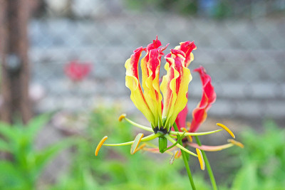 荣耀莉莉