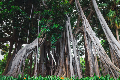 大叶榕(Ficus macrophylla f. columnaris)，生长在热带公园的巨型树种