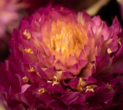 干苋菜接近宏观细节
