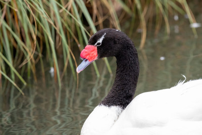 黑颈天鹅(cygnus melanoryphus)