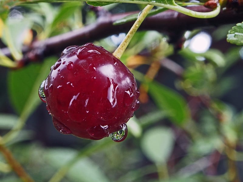 成熟的樱桃在花园里随雨滴宏观，聚焦范围狭窄