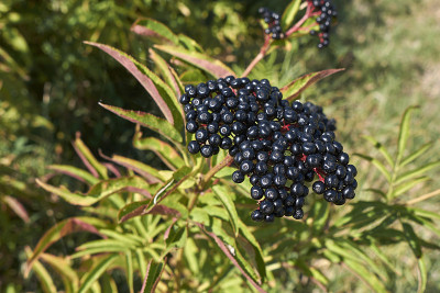 Sambucus ebulus