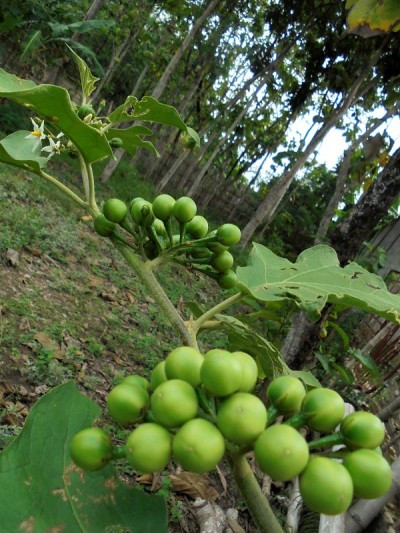 takokak