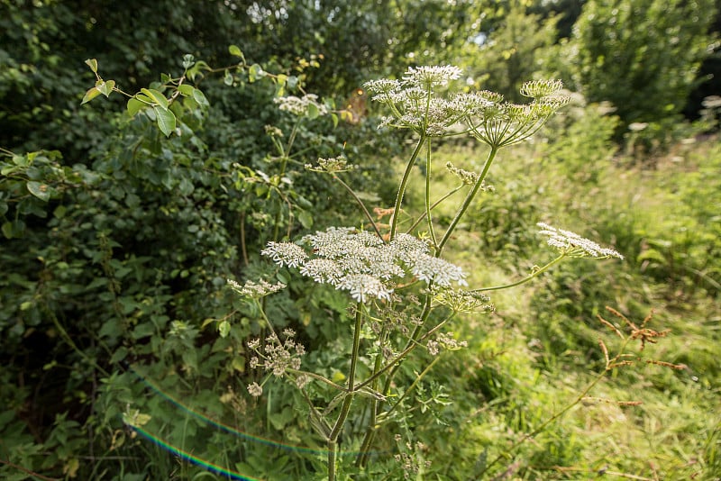 盛夏的牛欧芹