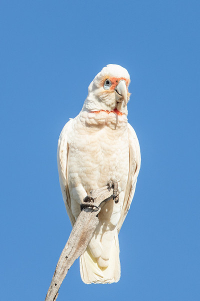 长嘴Corella - Cacatua tenuirostris