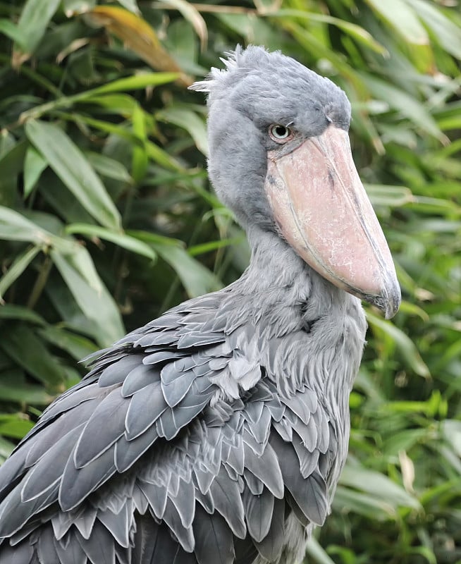 森林里的Shoebill, whalehead, whale-headed鹳