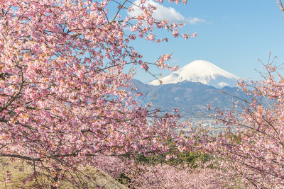 山富士