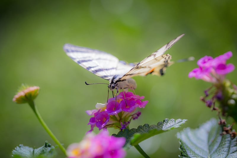 这是罕见的凤尾蝶(Iphiclides podalirius)在粉红色的马缨丹花上的特写。