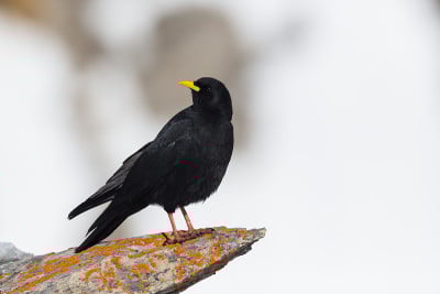 高山丘鹬(pyrrhocorax graculus)站在岩石上，回头看