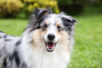 微笑的蓝山鸟色设得兰牧羊犬的特写照片。