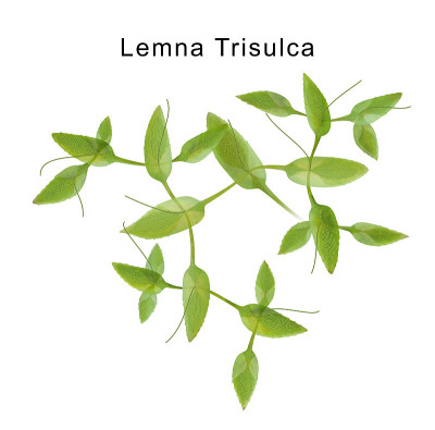 微观海藻星浮萍或Lemna trisulca或Schur或常青藤叶浮萍