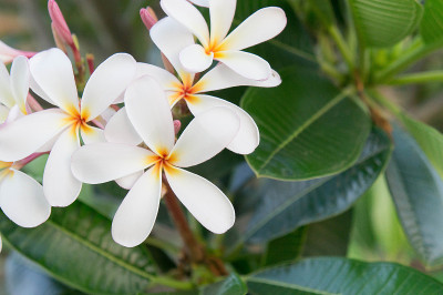 Plumeria white flowers in the garden